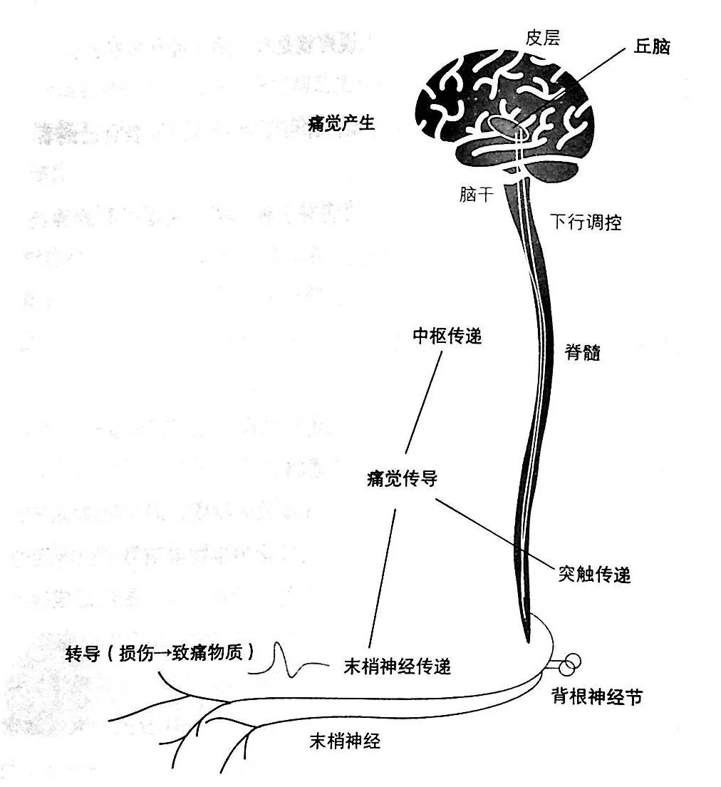 原书插图
