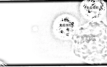 原书插图