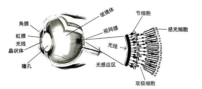 原书插图