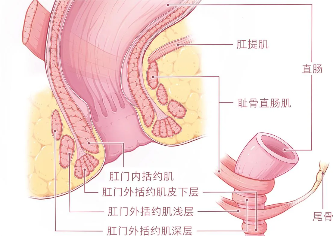 图2 肛门直肠肌肉