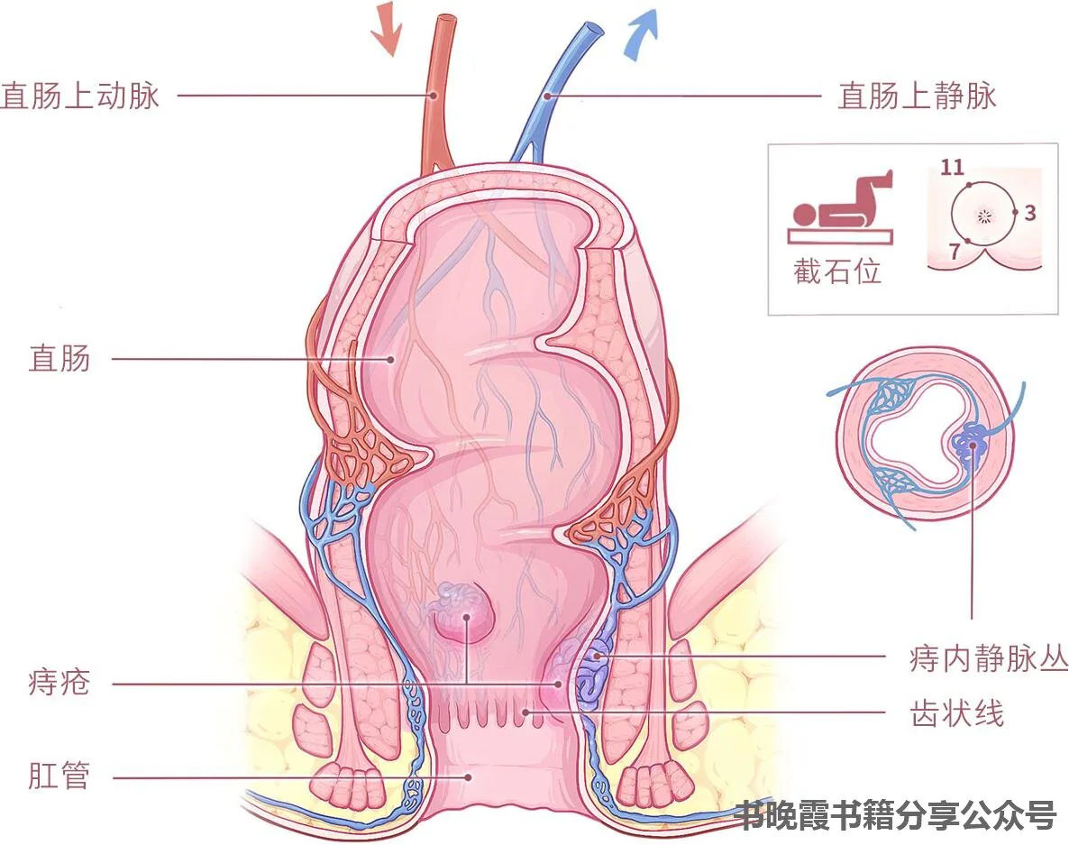 图3 肛门直肠血管