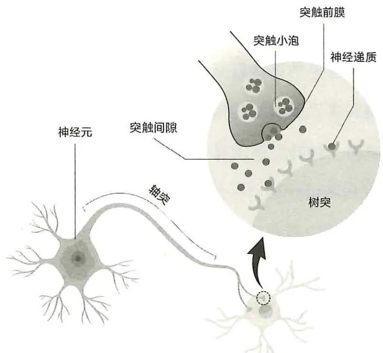 图7-3在轴突末端，神经递质的装载和释放