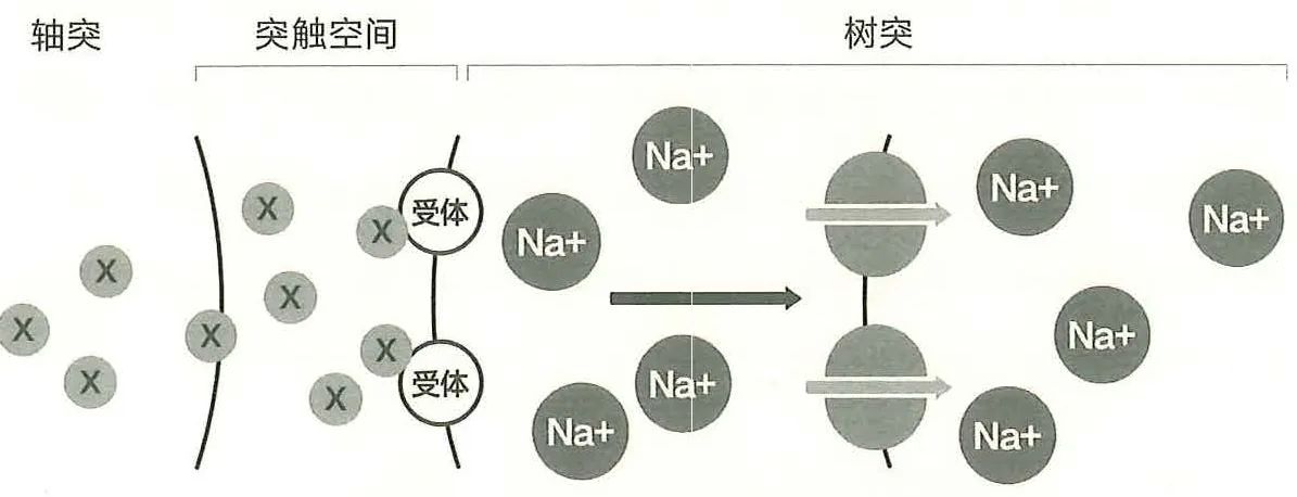 图8-1神经递质受体层面的信号整合
