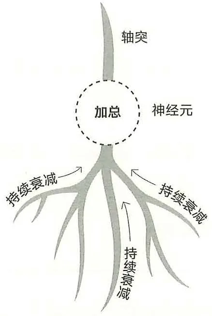 图8-3树突不同位置的信号整合