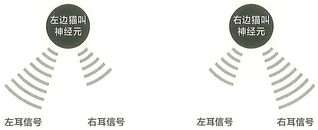 图8-6猫叫声神经元
