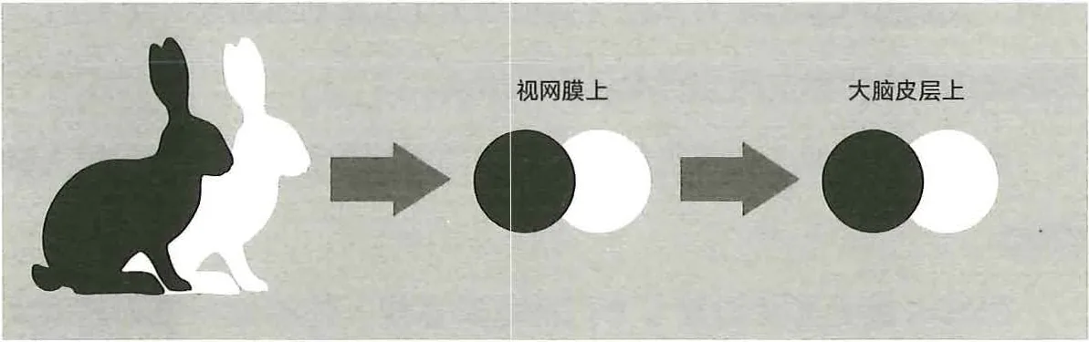 图10-2视觉系统对空间位置信息的处理