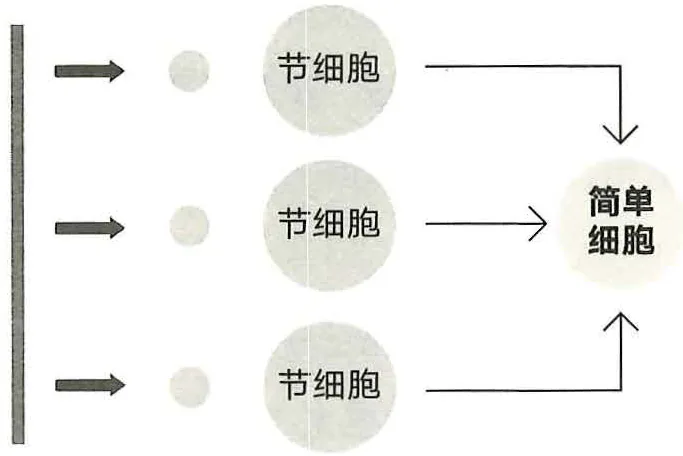 图11-1简单细胞被纵向光带激活