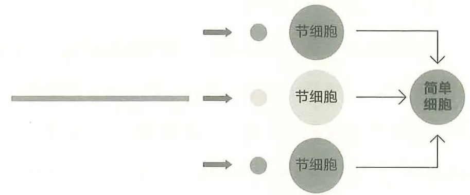 图11-2简单细胞无法被横向光带激活
