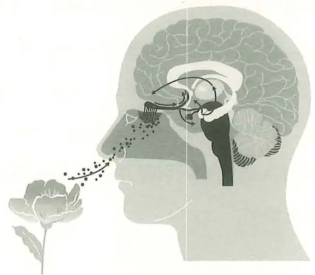 图13-1鼻腔内的嗅觉神经元