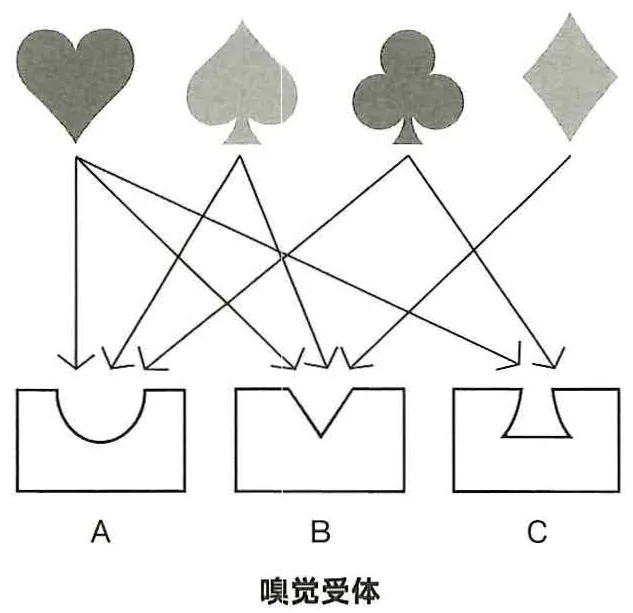 图13-23个嗅觉受体对4种化学物质的识别