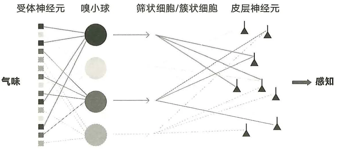 图13-3嗅觉系统的工作原理