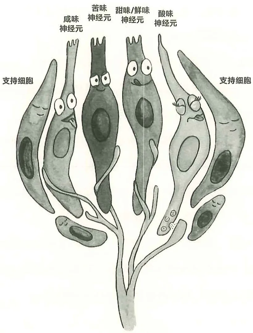 图13-4味蕾的内部结构