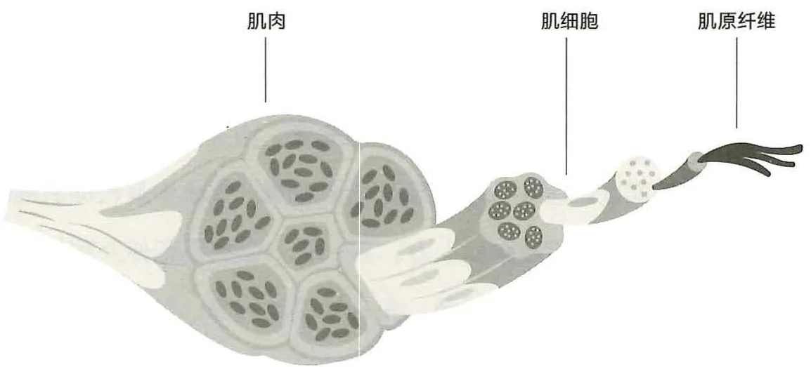图15-1肌肉、肌细胞和肌原纤维的结构