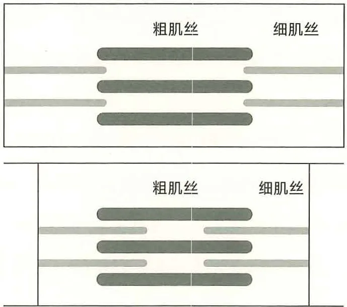 图 15-2 肌原纤维收缩的原理