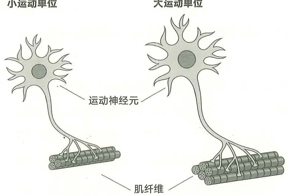 图 15-4 不同的运动神经元控制数量不等的肌细胞