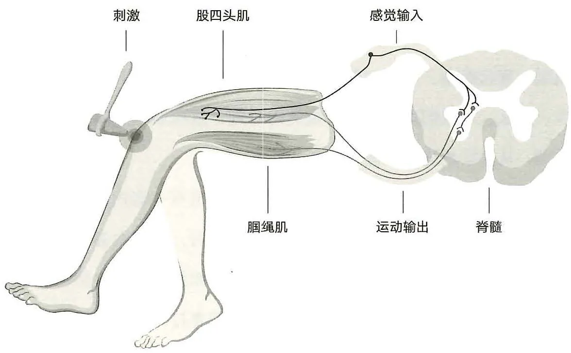 图16-1膝跳反射的极简模型