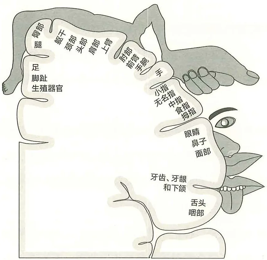 图17-1 彭菲尔德小矮人图