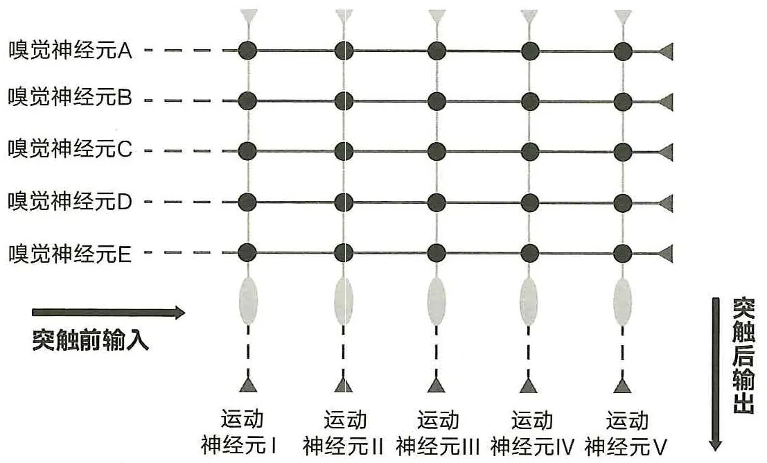 图20-4果蝇的感觉神经元和运动神经元