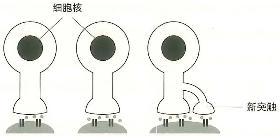 图22-1更多的受体蛋白，更多的神经递质，更大的突触面积