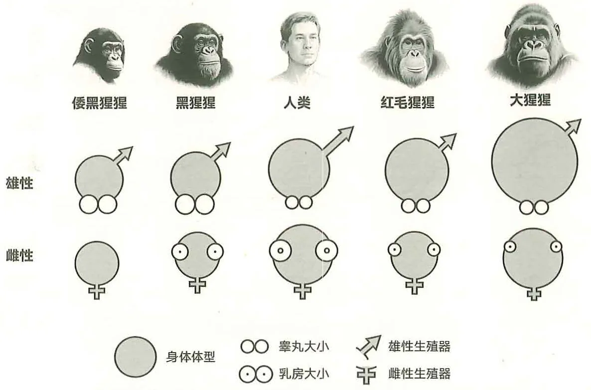 图26-2各种灵长类动物乳房、生殖器、睾丸大小对比