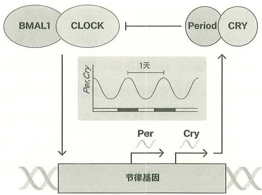 图27-2生物钟基因的运作原理