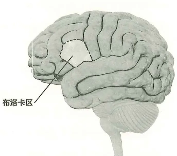 图35-2 布洛卡区所在的位置