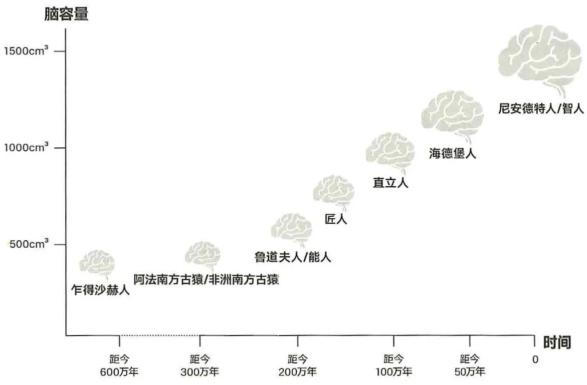 图3-1人脑容量的进化历程