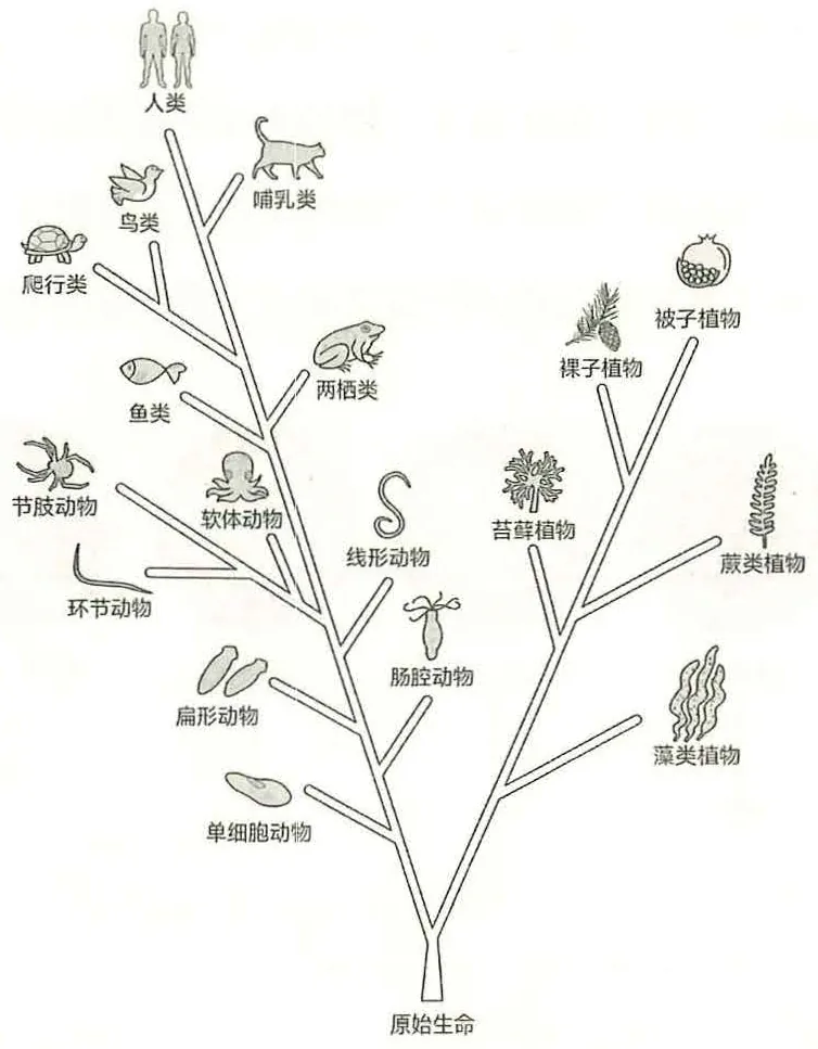 《脑科学讲义》第六部分 作为生物器官的脑原书插图