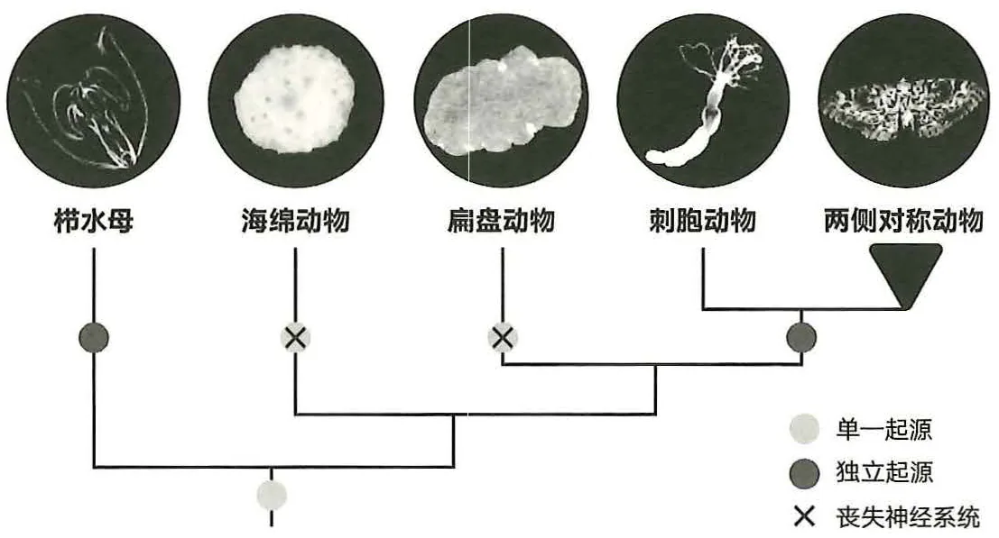 图40-2神经系统的最初起源