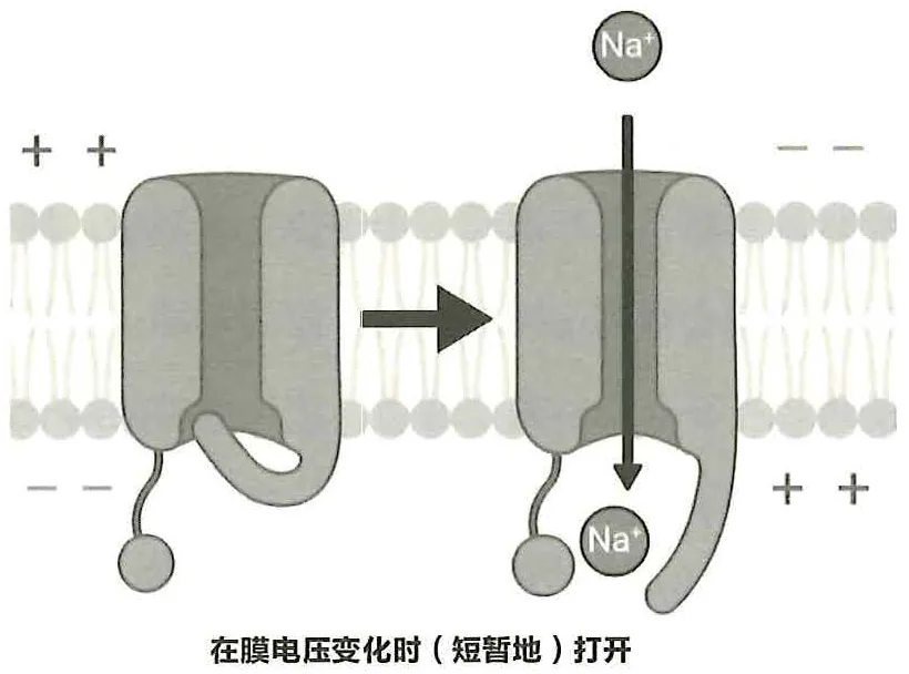 图40-4电压敏感的钠离子通道