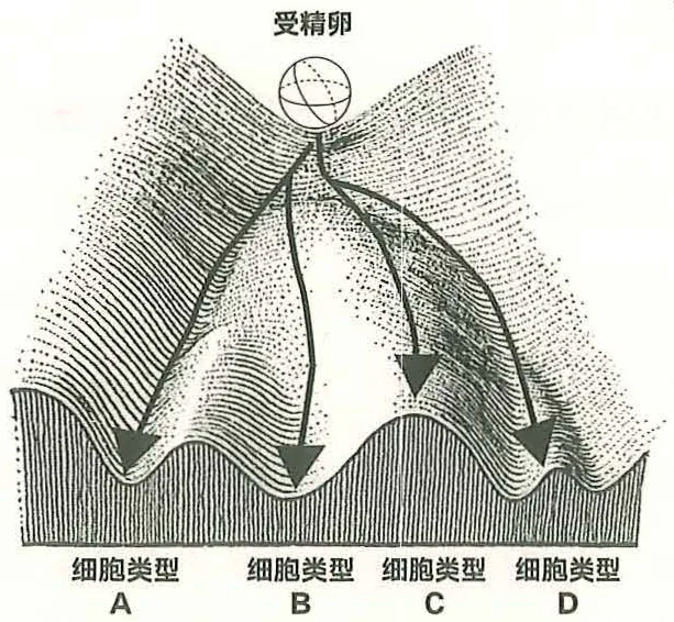 图41-2受精卵细胞分裂的路径就像铁球从山峰滚落