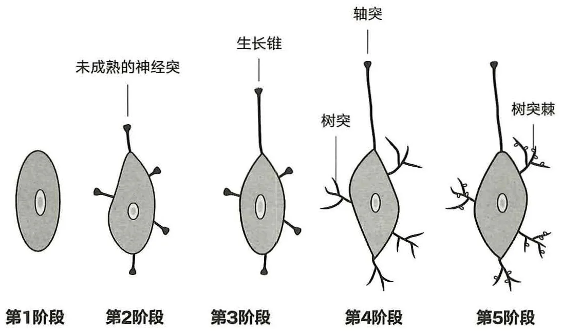 图 42-1 神经元的生长过程