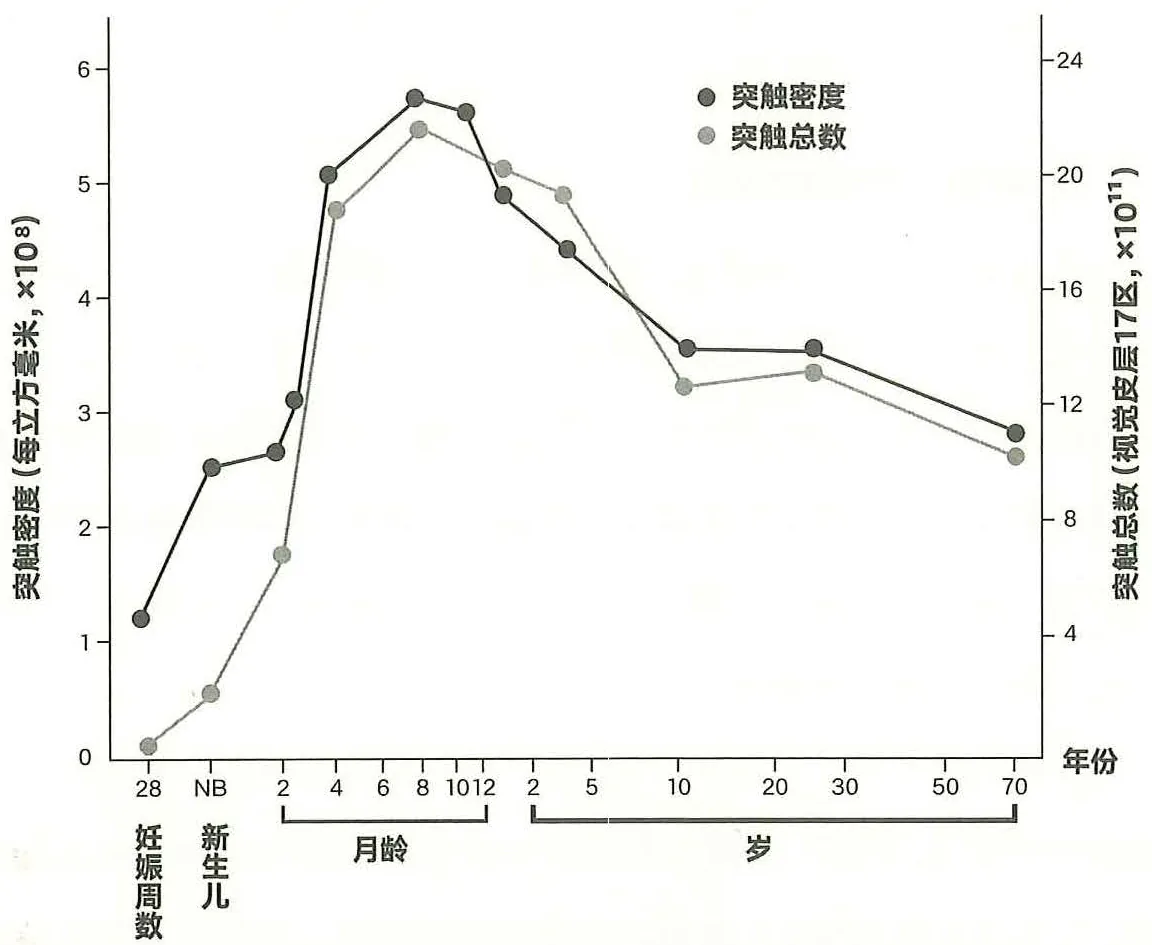 图43-2人脑视觉皮层部位突触数量的变化
