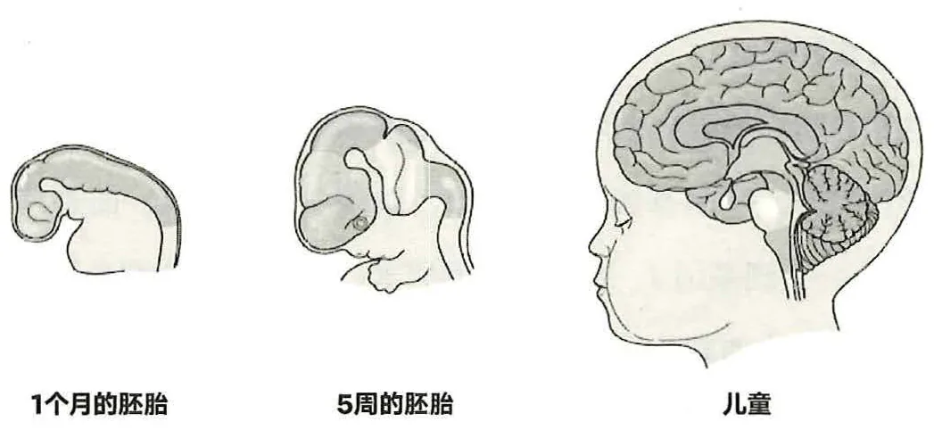 图45-4人脑的发育过程