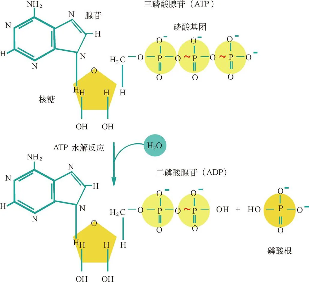 图 2-3　ATP 的化学结构。它可以分解为 ADP 并释放出能量