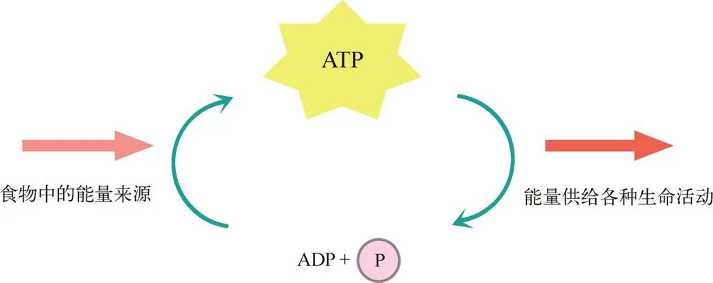 图 2-4　所有现存地球生命的通用能量货币 ATP。ATP 的出现让细胞中的能量转移摆脱了“以物易物”的状态，能够以 ATP 为媒介，将来自外界的能量（太阳能、化学能、来自食物中营养物质的能量等）以 ATP 的形式暂时存储起来，然后再用于各种生命必需的活动。有了 ATP，生命的能量来源和能量去向就可以在时空上分离开来。就像有了货币，我们就不需要在缺粮食的时候心急火燎地牵一头羊到市场上去了