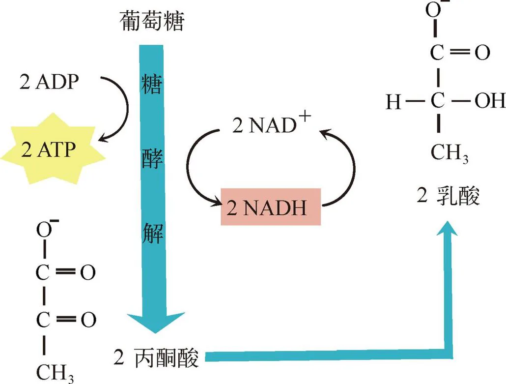 图 2-5　肌肉细胞中的乳酸发酵过程。一个葡萄糖分子转变为两个乳酸分子，并产生两个 ATP。在这个过程中，由于化学键的拆解组装会固定地释放出一些能量，这些能量又随即用于能量货币 ATP 的生产，因此，这里面的每一步都很精确也很“化学”