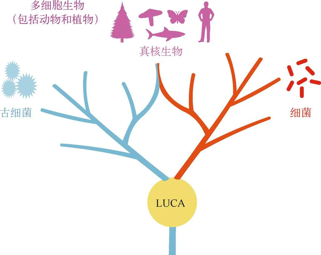 图 2-8　LUCA。它并不一定是地球上最早出现的生物，但是现今地球所有生物（动物、植物、细菌、古细菌等）都是它的子孙后代。严格来说，LUCA 是一种生物学家假想出的生物，在今天的地球上无迹可寻。但是根据现存物种的基因组信息比较结果，人们可以推测 LUCA 大致生活在距今 38 亿年至 35 亿年前，嗜热厌氧