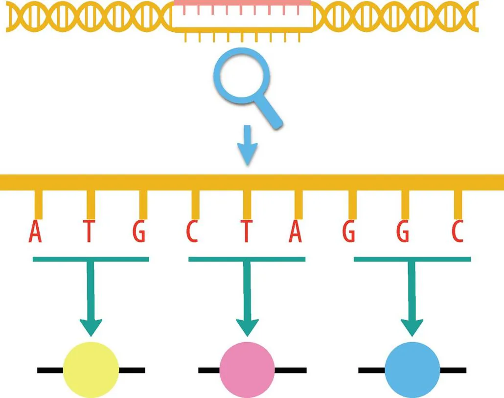 图 3-1　三个碱基密码子对应一个氨基酸。在今天绝大多数的地球生命中，DNA 链上的核苷酸分子会按照三三一组形成“密码子”，每组密码子对应一种氨基酸