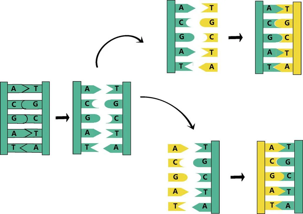 图 3-2　DNA 的复制模型。首先，一条 DNA 双螺旋链一分为二；随后，两条 DNA 单链分别作为模板，与新加入的碱基分子配对，形成两条新 DNA 双螺旋