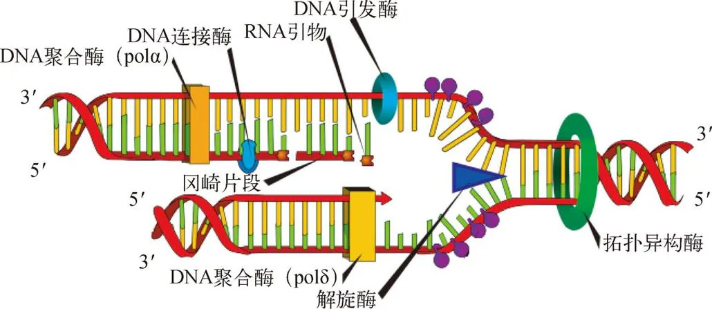 图 3-3　DNA 复制所需的蛋白质。图中仅仅呈现了极小的一部分，但我们已经可以看到，DNA 复制是一个需要大量蛋白质帮手参与的精细过程。DNA 双链首先会在拓扑异构酶和解旋酶的帮助下分解成单链。随后，不同的 DNA 聚合酶分别负责两个方向的 DNA 复制，复制完成的短片段还要在连接酶的帮助下连成长片段