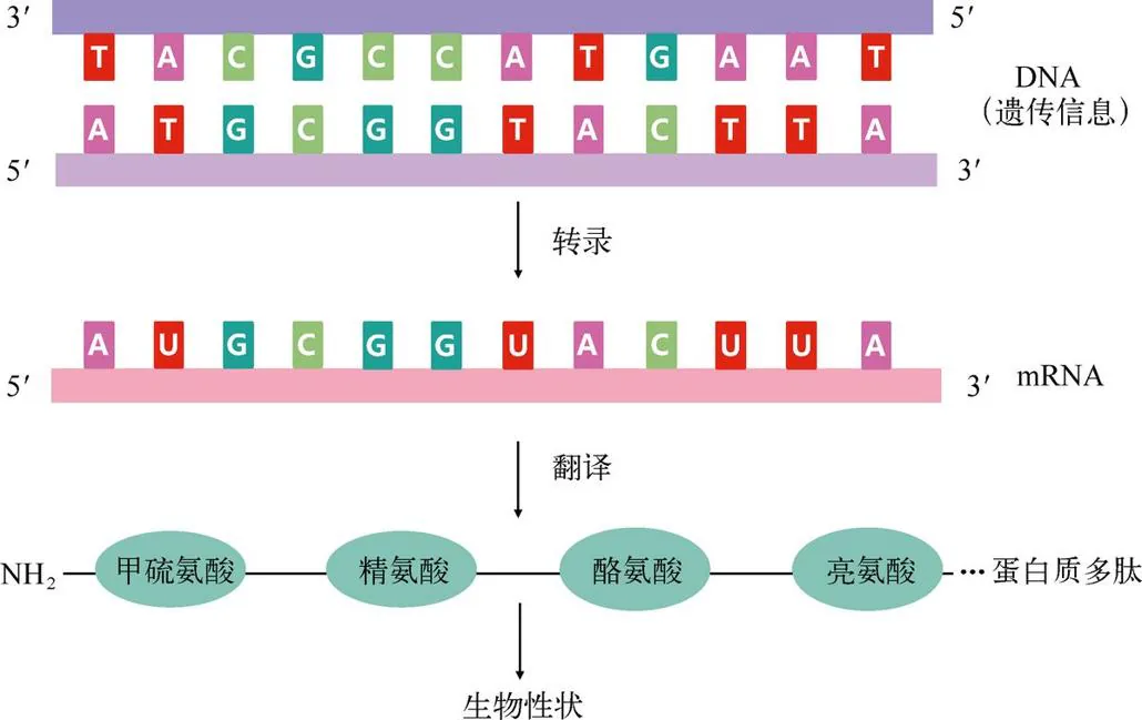 图 3-4　生命的“中心法则”。依据中心法则，DNA 的自我复制保证了遗传信息的传递和生命的生生不息，DNA 也通过指导蛋白质合成决定了生命活动的形态。RNA 的产生则是其中的一个中间步骤，RNA 一方面忠实抄写了 DNA 的密码信息，另一方面直接指导了蛋白质的制造。值得指出的是，地球生命中也有不少中心法则之外的生命。比如某些病毒并没有 DNA，而是直接利用 RNA 来存储遗传信息并指导蛋白质合成（例如流感和丙肝病毒）。也有一些病毒虽然使用 DNA，但是和图中不同，它们仅有一条单链 DNA，只在启动自我复制的时候才变成双螺旋