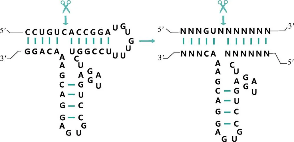 图 3-5　“锤头”核酶（hammerhead ribozyme），广泛存在于从细菌到人体的多种生物中。一条 RNA 链能内部折叠配对，形成一种状似发卡的结构，并能在特定位置实现自我剪切