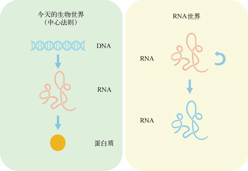 图 3-8　今天的生物世界和 RNA 世界