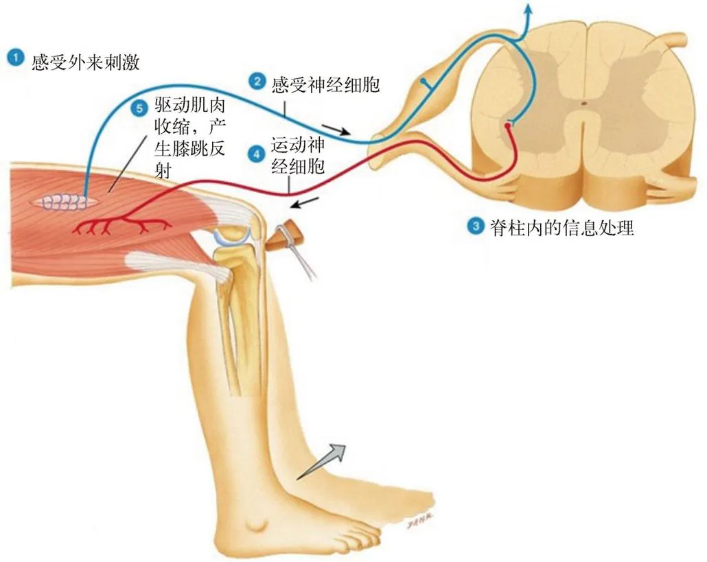 图 7-3　膝跳反射。用小锤轻轻敲击膝盖下方，小腿就会自动向前踢。这个反射和海兔的缩腮反射一样，也只需要两个神经细胞的参与
