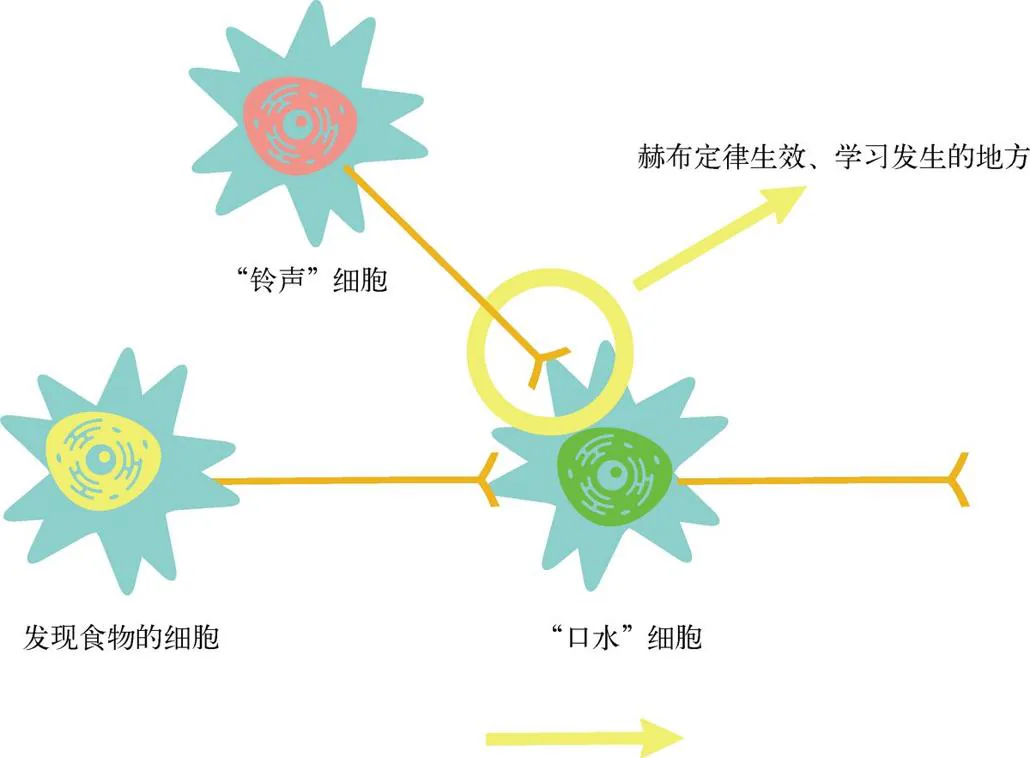 图 7-6　用赫布定律解释巴甫洛夫的实验结果