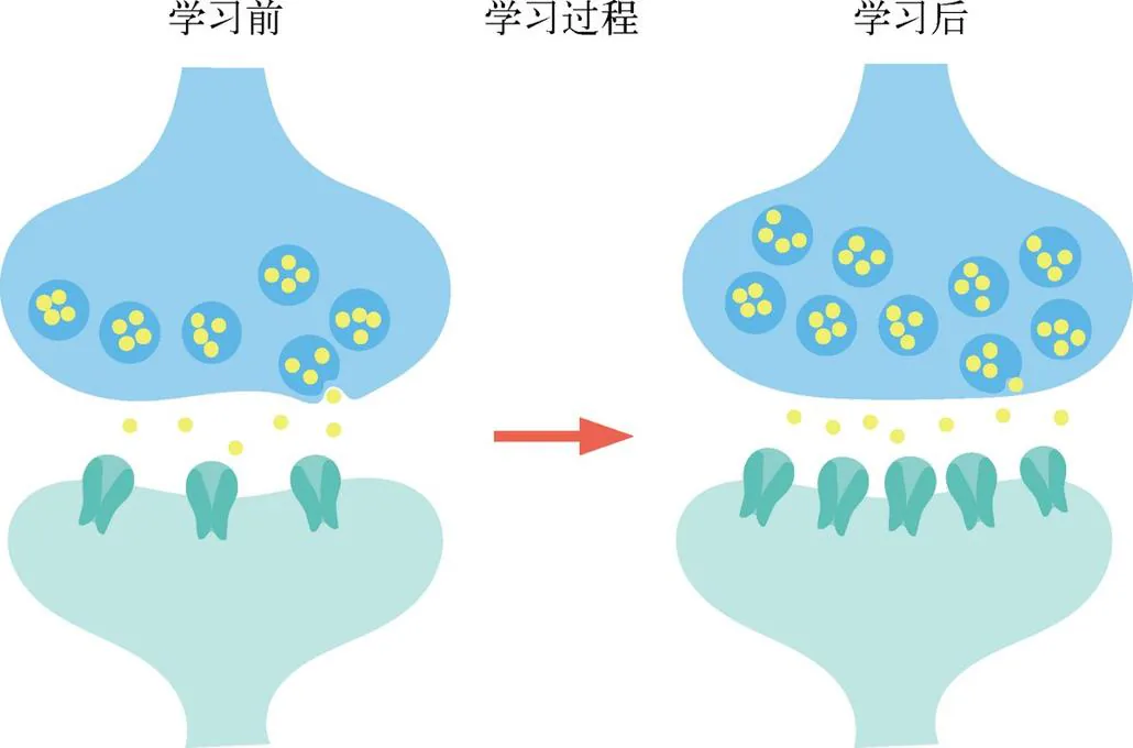 图 7-8　突触和学习。发生在突触界面的微小变化是学习的本质。这种变化可能是数量和大小的变化，也可能是每一个突触内部信号传递效率的变化，如信号发出端释放了更多的信号（图中的黄色点），也可以是信号接收端的灵敏度提高（图中的绿色孔道）