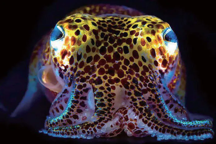 图 8-3　夏威夷短尾乌贼（注意它皮肤下透出的光芒）