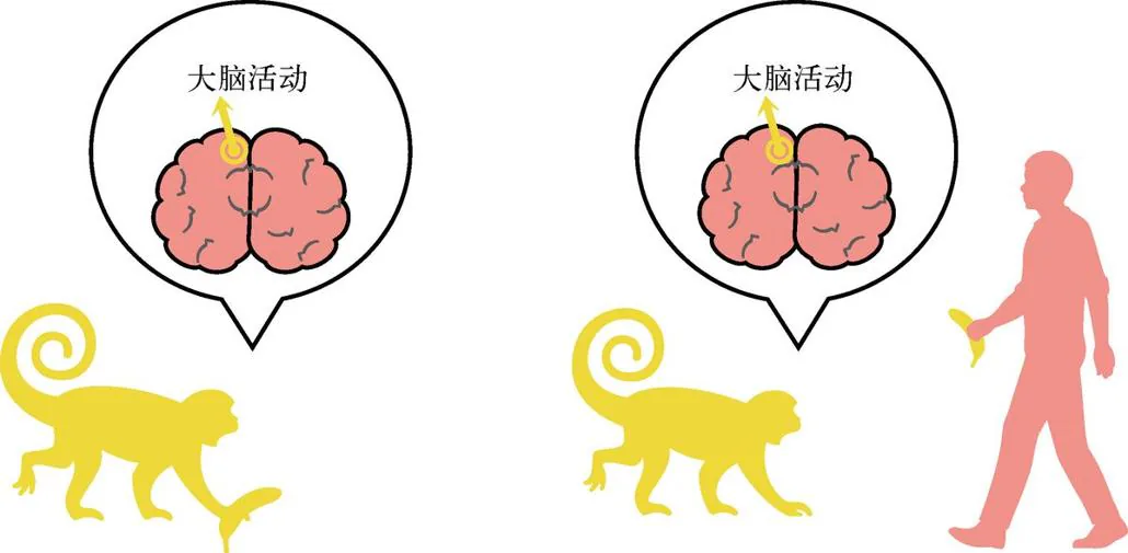 图 9-4　镜像神经元的示意图。镜像神经元是这么一种奇怪的神经细胞：它们对动物自身的某个动作有反应（比如用手拿起一个香蕉），而如果动物观察到人类在做类似动作的时候，也会产生同样的反应（比如看到科学家用手拿起一个香蕉）。在过去 20 年里，神经科学家陆续在猴子和人类的不少大脑区域中发现了具有这种奇妙属性的神经细胞，其中绝大多数都位于控制运动的区域。很有意思的是，20 年来围绕着镜像神经元的思想争论似乎远比科学进展更引人注目。对于镜像神经元功能有各种各样的猜测，比较保守的猜测是这些细胞的作用是帮助我们理解其他人的行为，更激进的猜测包括模仿学习、同情心、语言能力、自我意识，等等