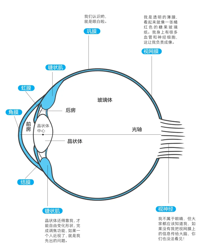 简明眼球剖面结构图,标出角膜、虹膜、睫状肌、晶状体、玻璃体、视网膜和视神经